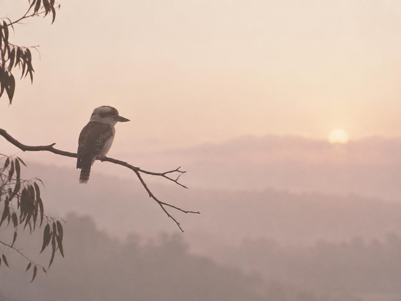 A kookaburra resting quietly on a branch in warm evening light.