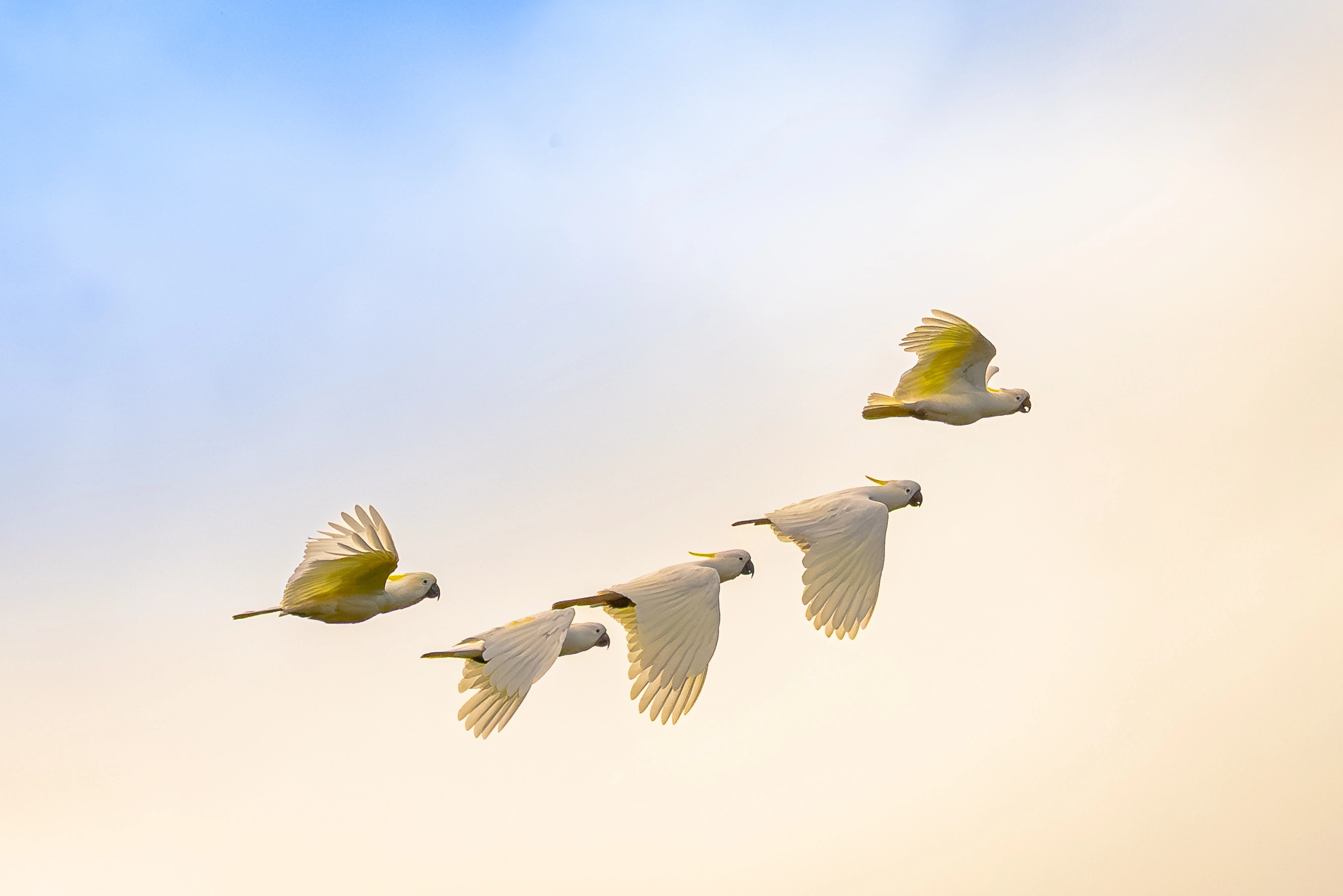 White cockatoos flying across a soft blue and warm ivory sky.